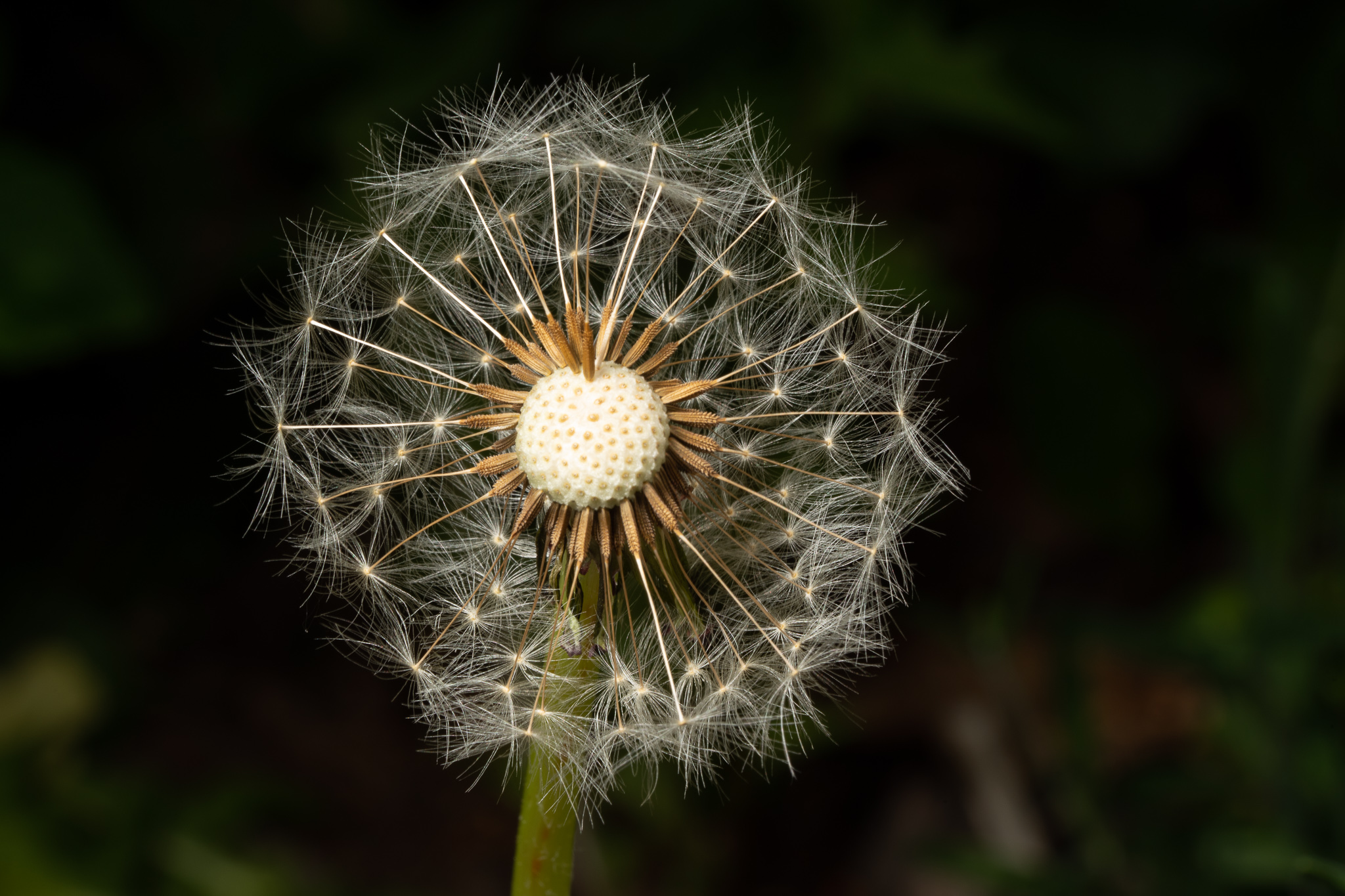 “Sony 90mm Sample”