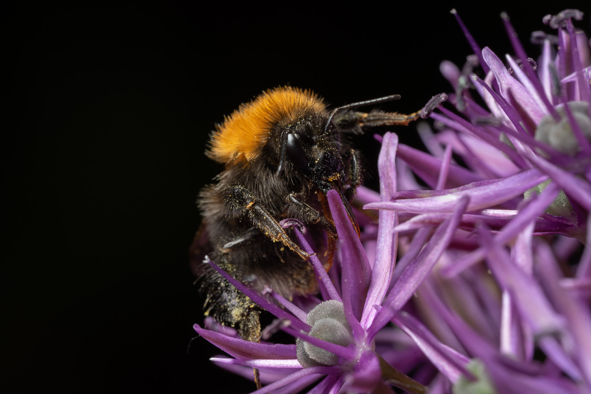 “Sony 90mm Sample”