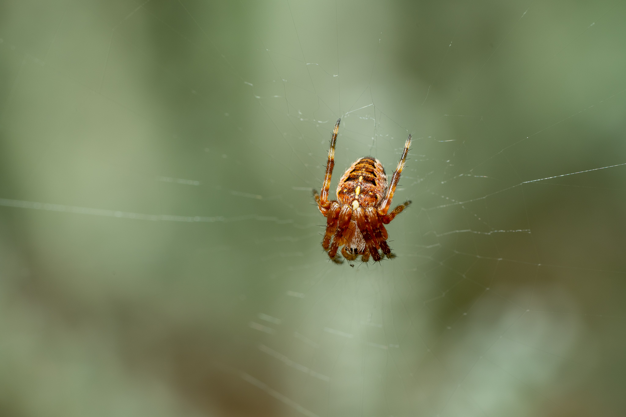 “Sony 90mm Sample”