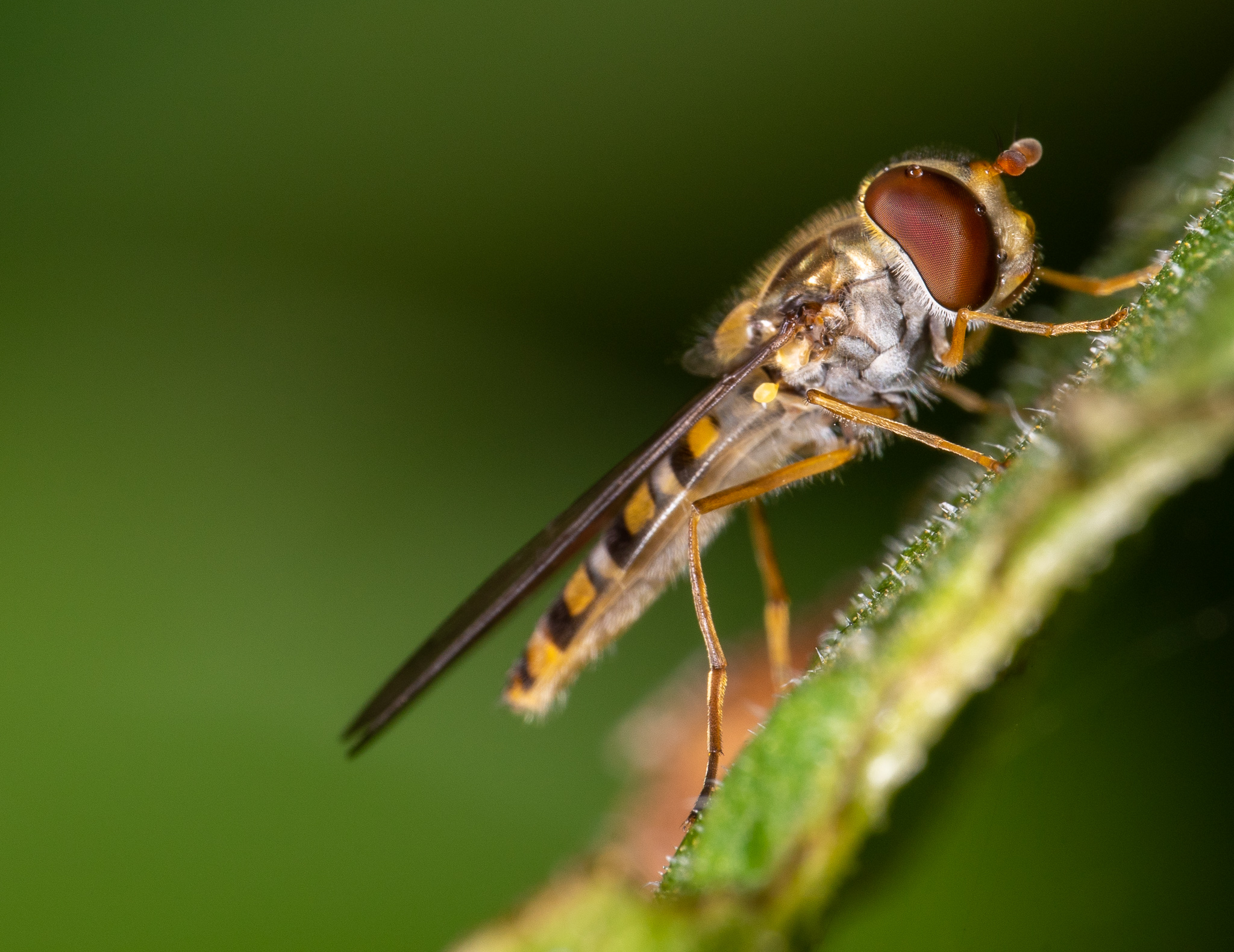 “Voigtlander 110mm Sample”