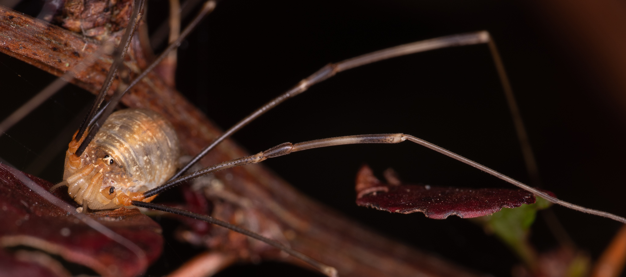 “Voigtlander 110mm Sample”